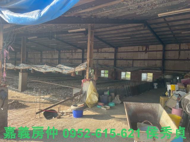 嘉義六腳牧場-4