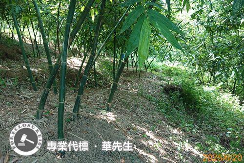 桃園區法拍華廈-11