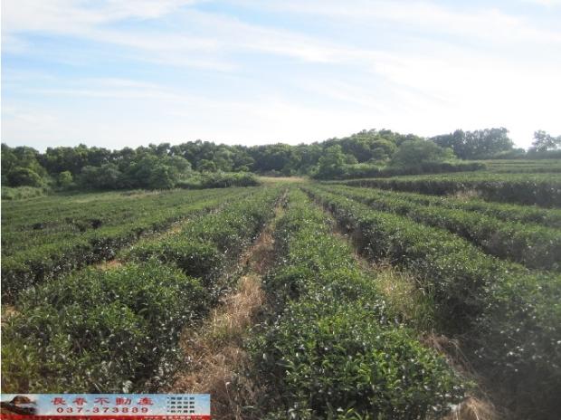 苗栗苗栗市農地-4