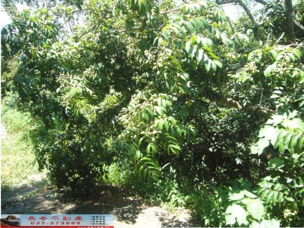 苗栗西湖農地-10