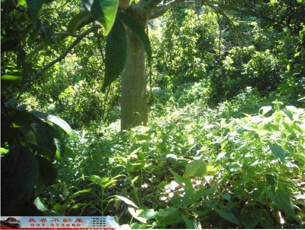 苗栗西湖農地-6