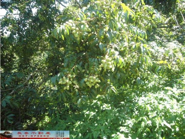 苗栗西湖農地-1