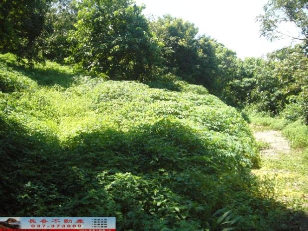 苗栗西湖農地-8