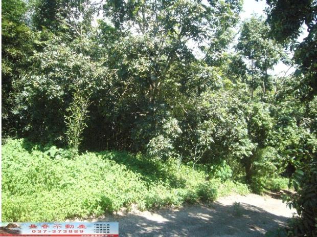 苗栗西湖農地-2