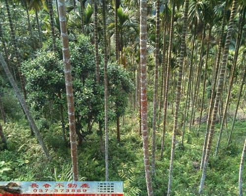 苗栗農地-6