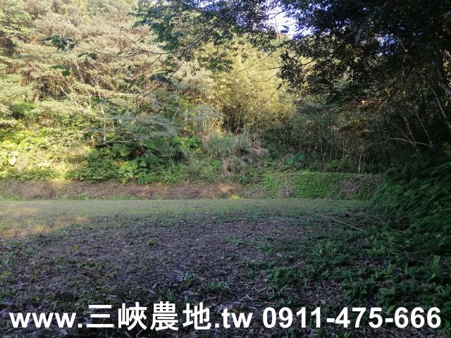 新北三峽農地-11