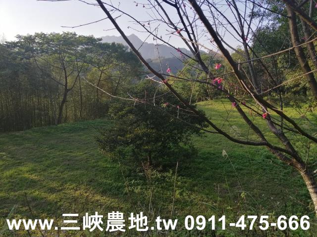 新北三峽農地-2
