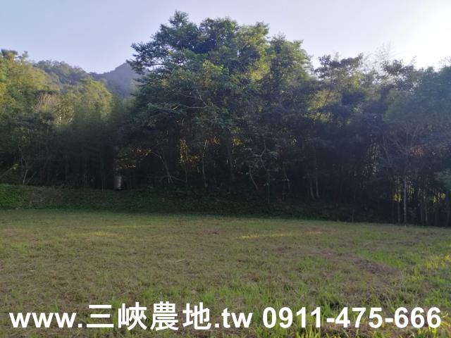 新北三峽農地-3