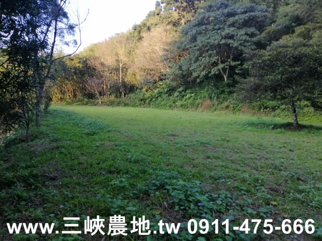 新北三峽農地-7