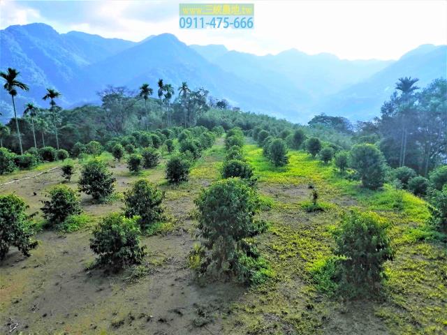 新北三峽農地-3