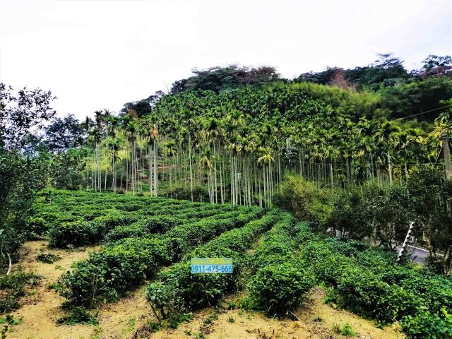 新北三峽農地-6