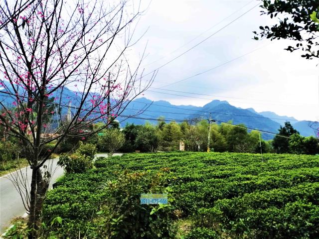 新北三峽農地-7