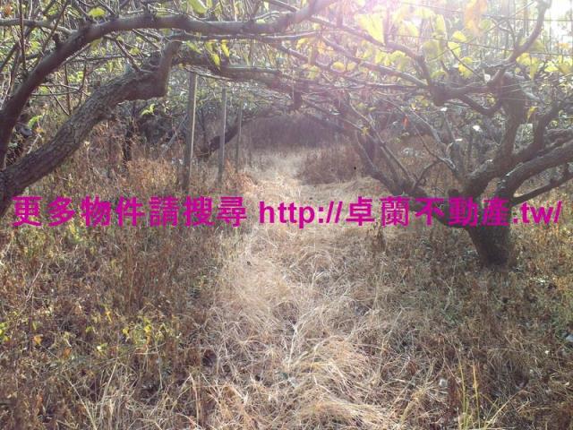 卓蘭農地-2