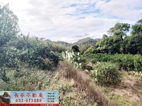 頭屋農地-3