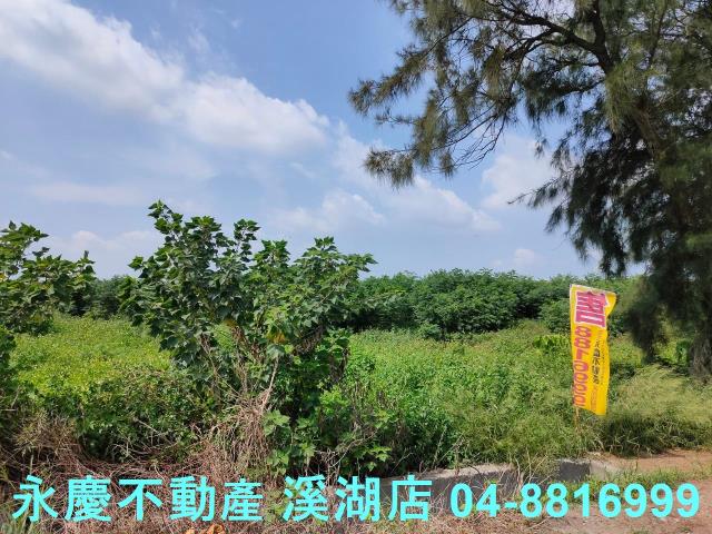 大城農地-5