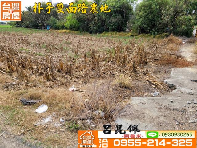 朴子農地-3