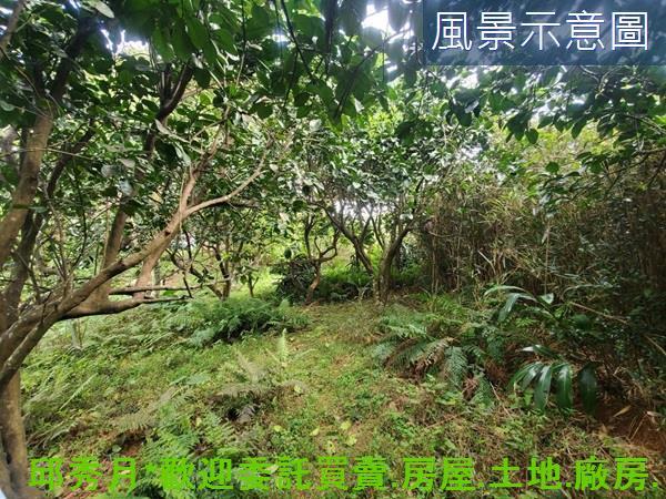 新北三芝農地-12