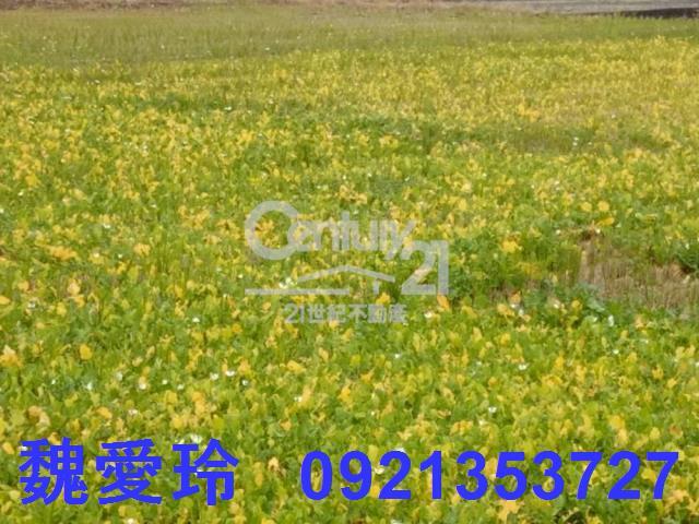 芬園農地-3