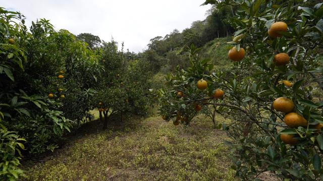 新竹峨眉農地-10