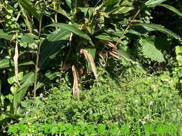 新北三芝都市計畫內-4