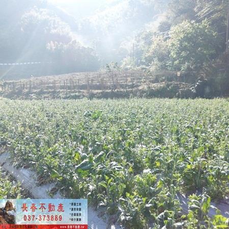 獅潭農地-4