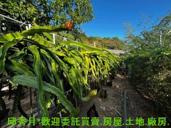 淡水農地-10