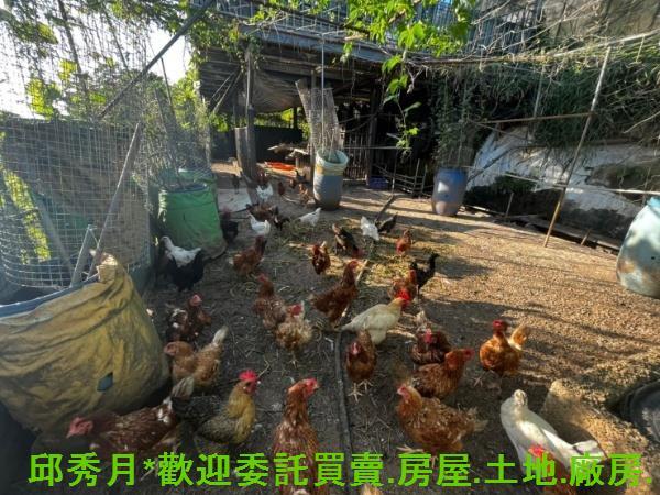 淡水農地-5