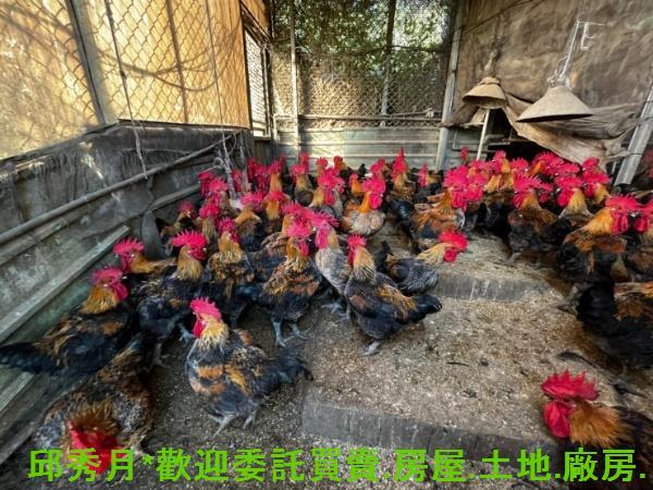 淡水農地-7