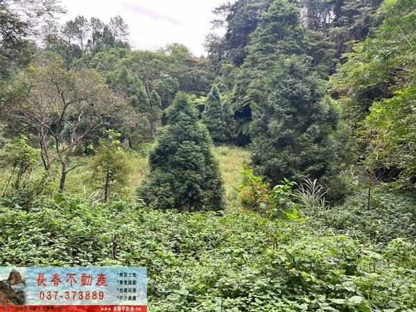 竹東農地-1