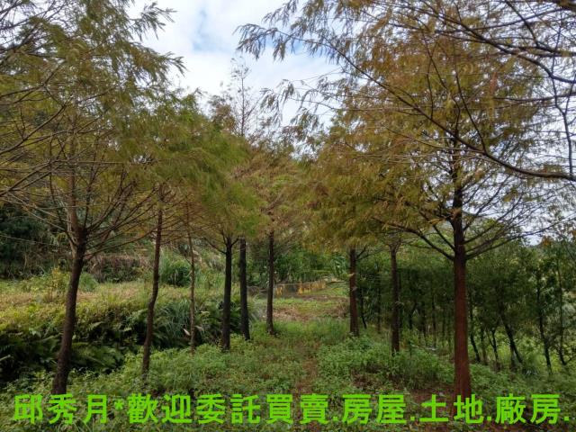 新北淡水農地-9