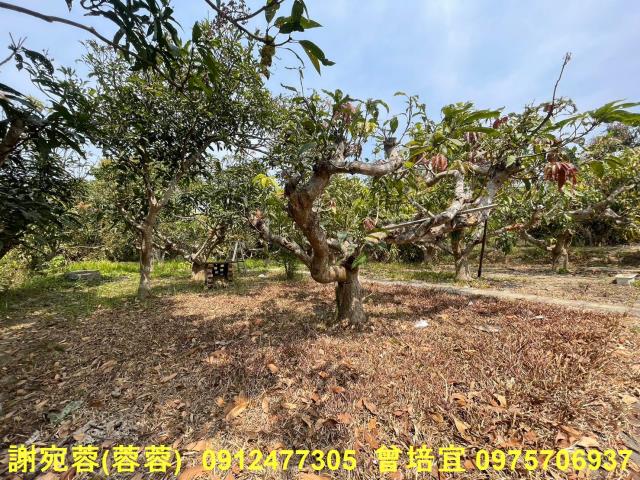 田寮農地-6