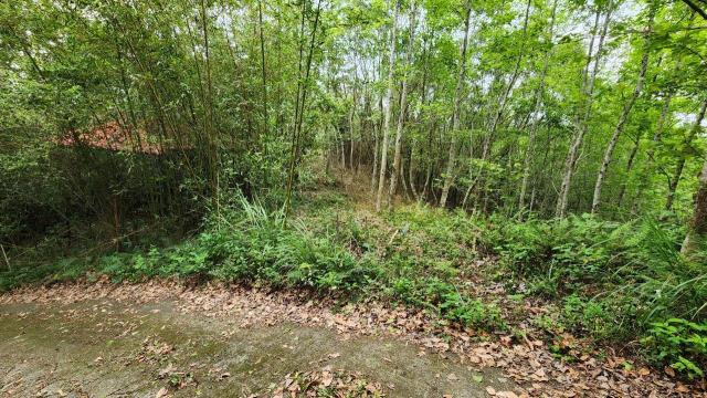 北埔農地-14
