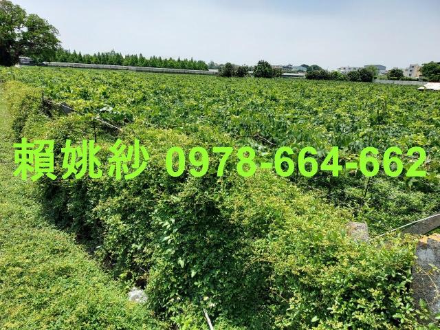 大村農地-3