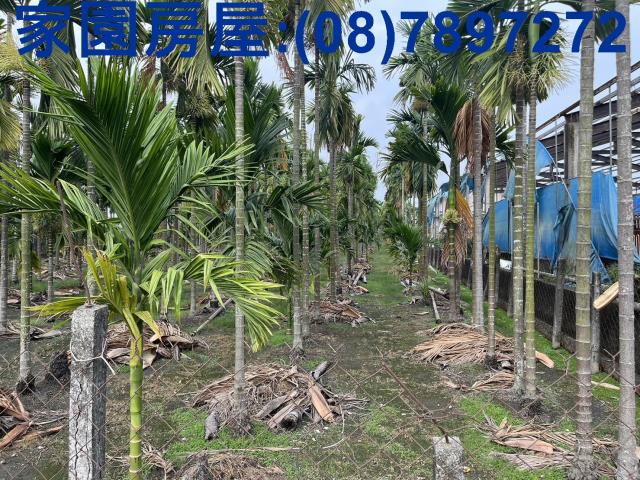 屏東萬丹農地-2