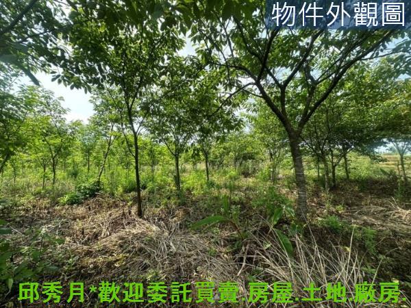 新北淡水農地-6
