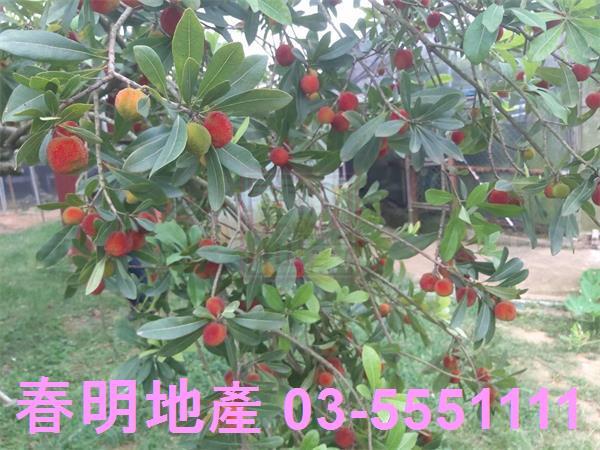 新竹湖口農地-5