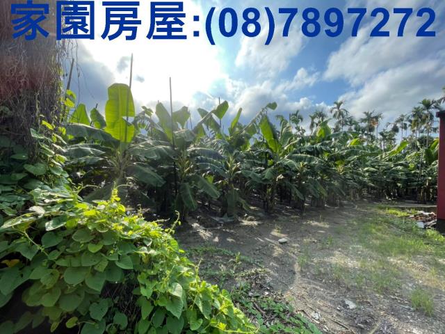 新埤農地-1