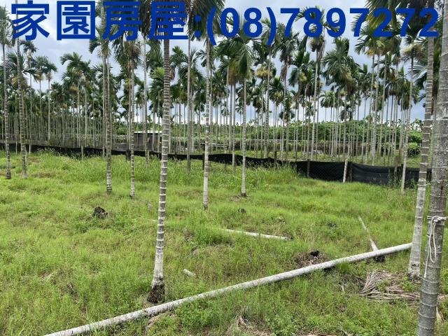 新埤農地-2