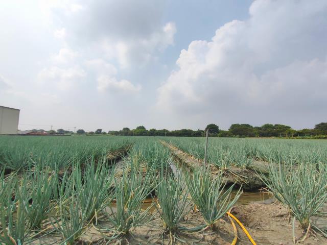 彰化埔鹽農地-6