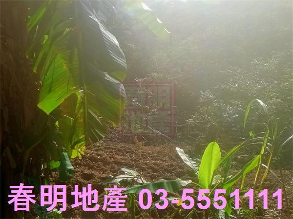 北埔農地-10