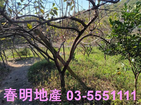 新竹新埔農地-4