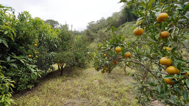 峨眉農地-9