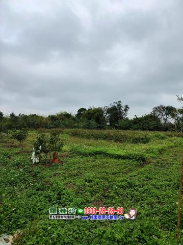 中壢農地-3