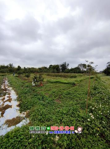 中壢農地-4