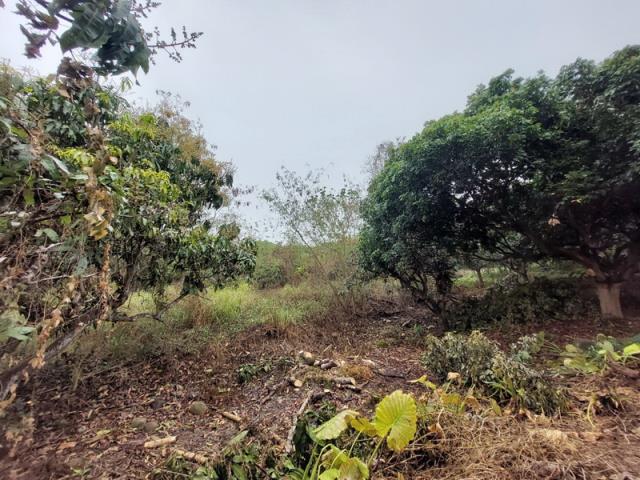 嘉義番路農地-11