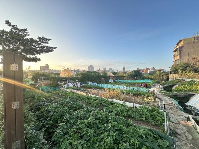 中壢農地-2