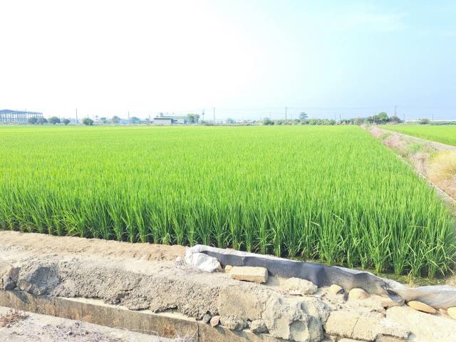 嘉義新港農地-2