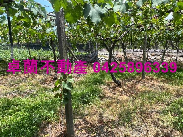 苗栗卓蘭農地-6