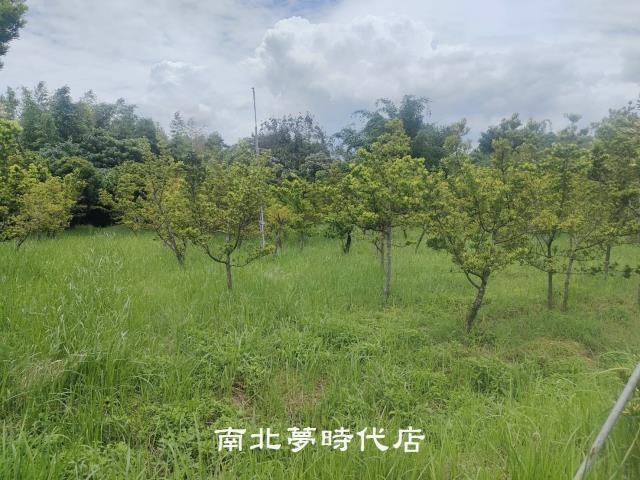 台南六甲農地-11