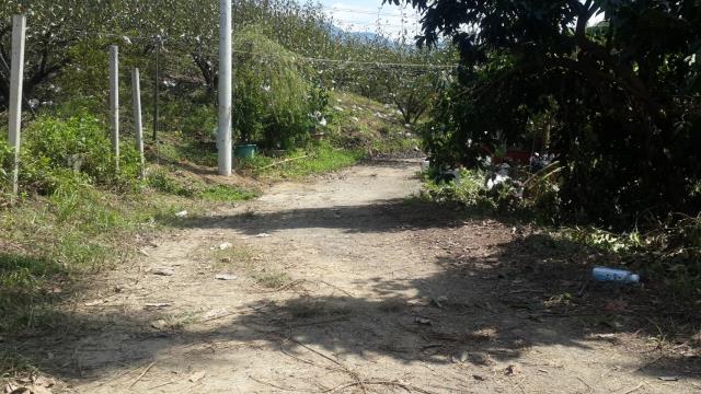 卓蘭山坡地-15